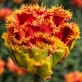 Copperfield tulipa.jpg