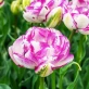 White Purple 1.jpg