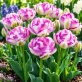 White Purple WL NEW 11.jpg