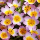 saxtalis.jpg
