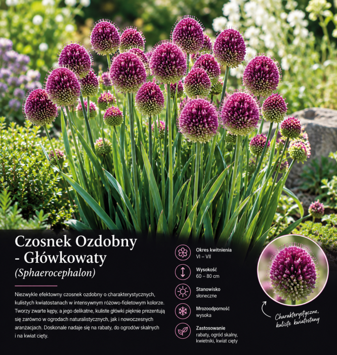 Allium główkowaty sphaerocephalon 2.png