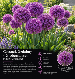 Globemaster opis.png