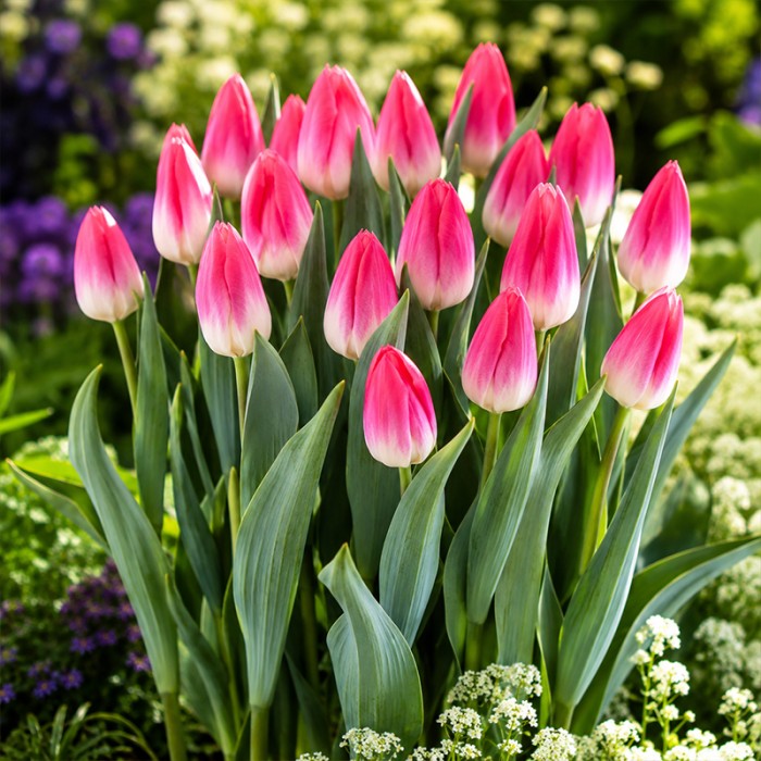 Bolroy-Pink.jpg