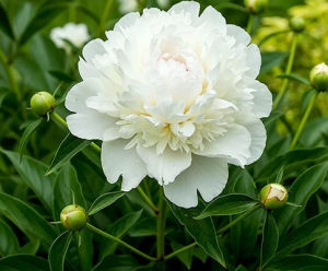 Duchesse de Nemours 7.png