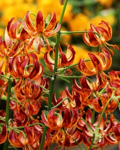 Lilia Martagon 'Arabian Knight' (22/+)