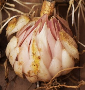Candidum cebulka.jpg