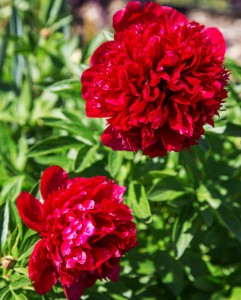Red Charm.jpg