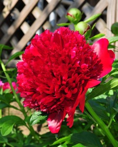 Red Charm2.jpg