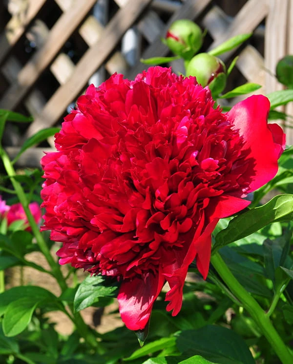 Red Charm2.jpg