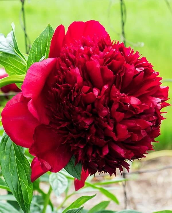 Red Charm3.jpg