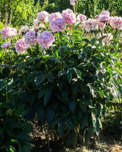 Sarah Bernhardt2.jpg