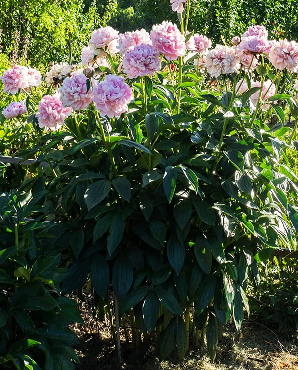 Sarah Bernhardt2.jpg