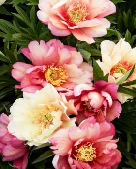 Canary Brilliant1.jpg