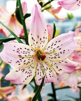Corsage3.jpg