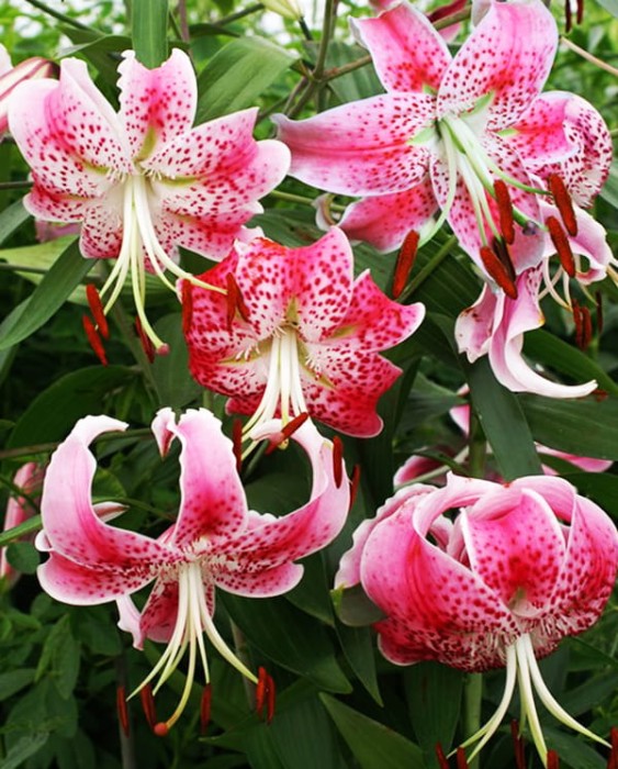 Rubrum Uchida 2.jpg