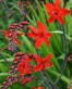 Crocosmia 'Lucifer'2.jpg