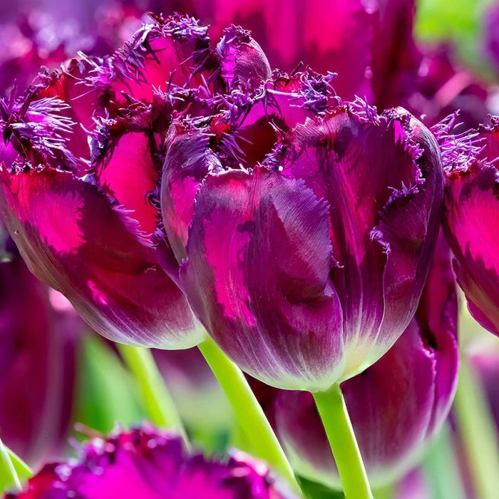 tulipa-fringed-tulip-purple-crystal.jpg