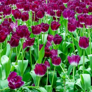 tulipa-fringed-tulip-purple-crystal-garden.jpg