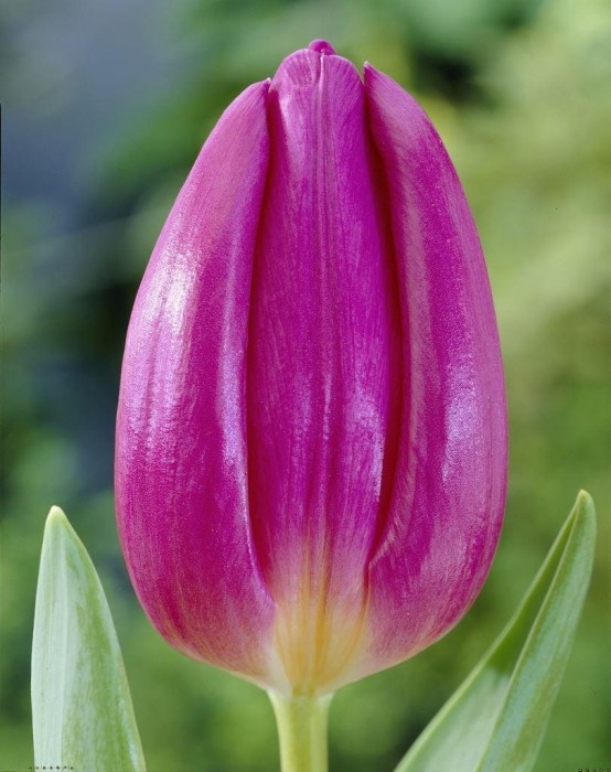 Purple Flag2222.jpg