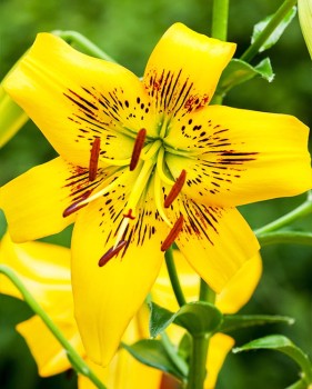 Yellow Bruse.jpg