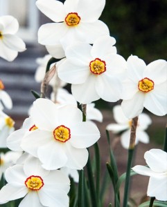 Actaea.jpg