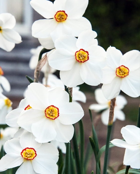 Actaea.jpg