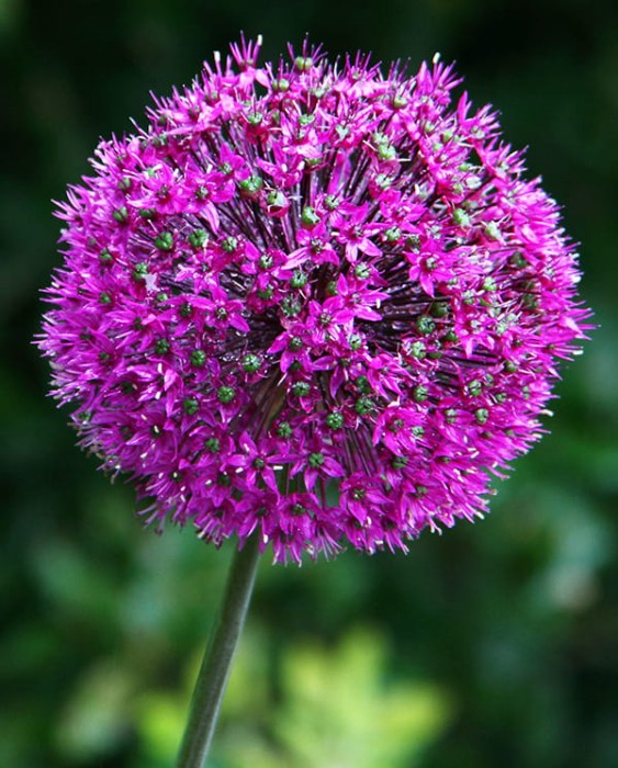 Purple sensation2.jpg