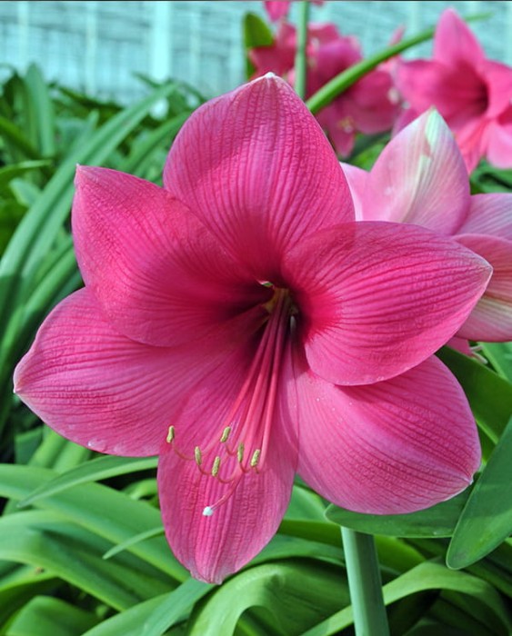 Pink.jpg