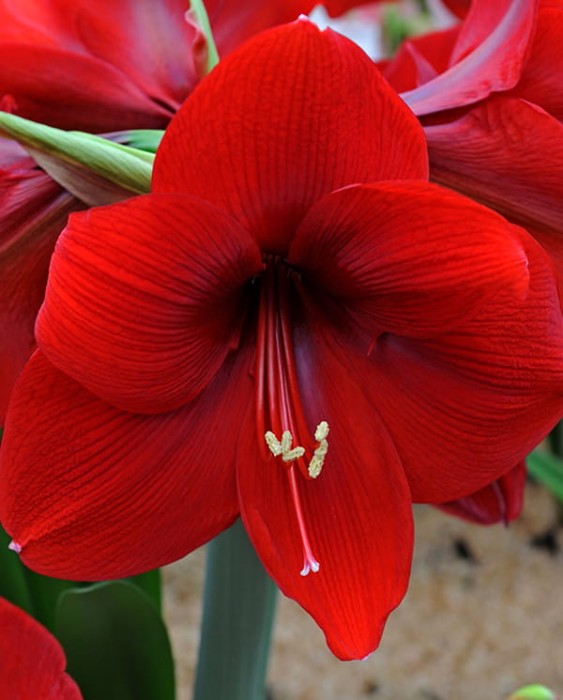 red.jpg