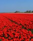 Red Impression1.jpg