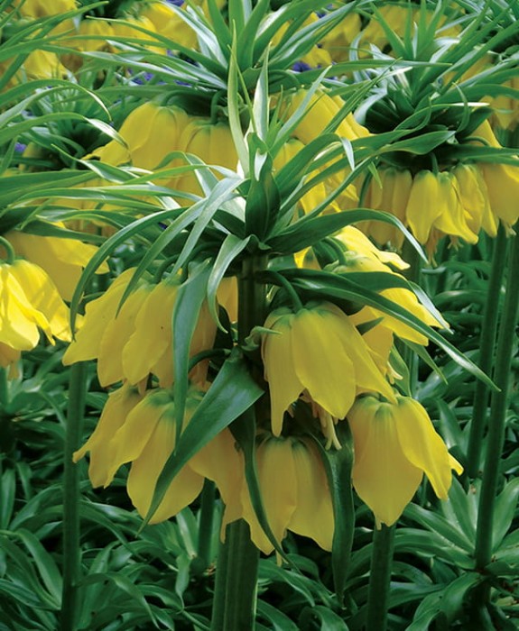 lutea.jpg
