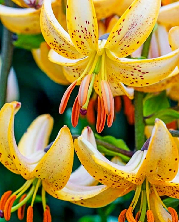 Guinea Gold.jpg
