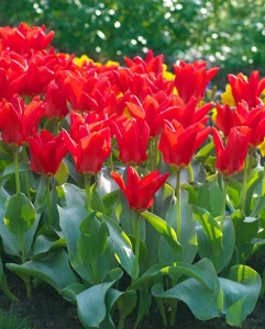 Tulipan Madame Lefeber (rozmiar: 12/+) - 5szt.