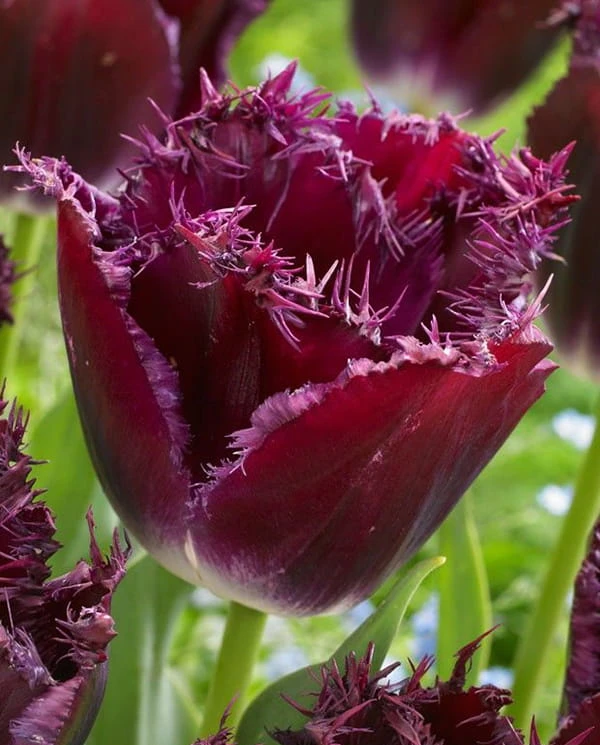 Purple Cristal.jpg