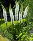 Eremurus Himalaicus2.jpg