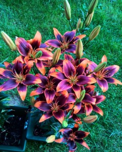 Lilia Azjatycka 'Forever Susan' (18/20)