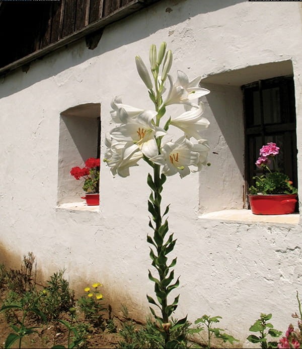 Candidum2.jpg