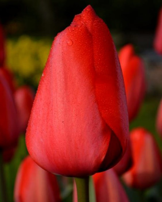 Red Impression22.jpg