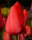 Red Impression22.jpg