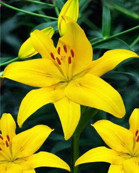Yellow Country.jpg