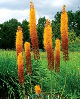 Eremurus Cleopatra.jpg